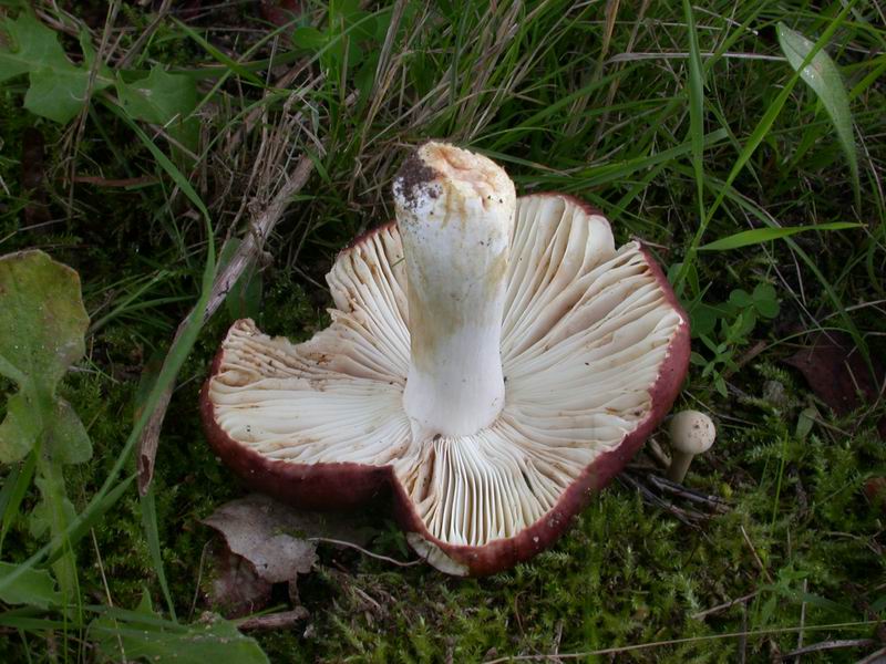 Una Russula....